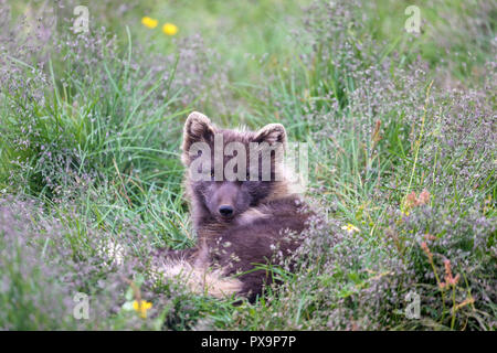 Polarfuchs, Vulpes lagopus, im Sommer Mantel, Melrakkasetur Inseln, Island. Stockfoto