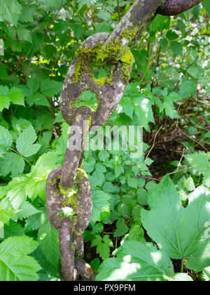 Moos bedeckt Metall Kette in einem Garten Stockfoto