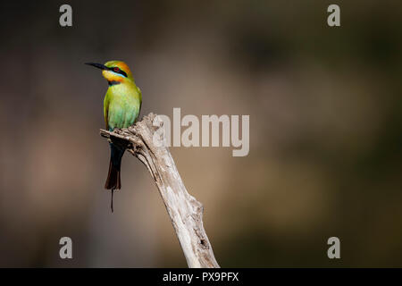 Eine australische Rainbow Bienenfresser an den Ufern des Brisbane River in Australien. Stockfoto