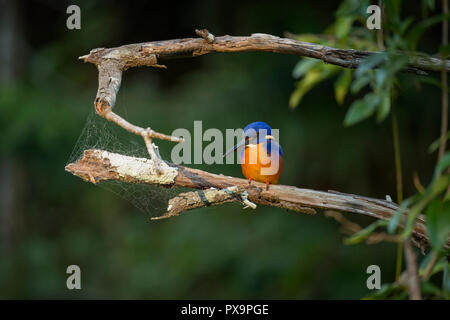 Eine Azure Kingfisher thront über einem Creek in den äußeren Vororten von Brisbane, Australien. Stockfoto