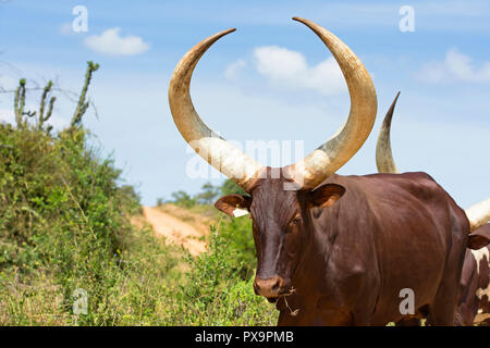 Ankole Rindern, watusi Kuh Stockfoto