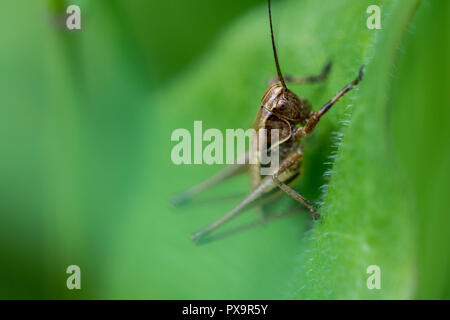 Kleine braune Ensifera auf Gras Makrofotografie Stockfoto