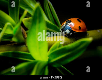 Schöne Marienkäfer auf den grünen Zweig Makro Foto Stockfoto