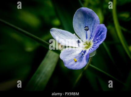 Blaue Blume Anemone Hepatica in Wald Makro Frühling Stockfoto