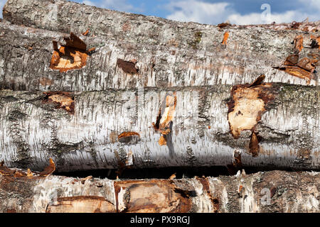 Amtsleitungen der Birke vor der Holzbearbeitung in einem Stapel, Seitenansicht eines schwarzen und weißen Rinde von Pflanzen Stockfoto