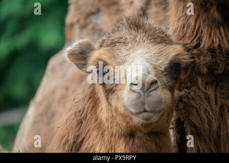 Junge Einheimische baktrischen Kamel (Camelus bactrianus) Stockfoto