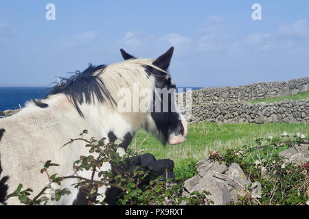 Blick auf eine weiße und eine schwarze Pferd mit Blick auf eine Landschaft im ländlichen Irland Stockfoto