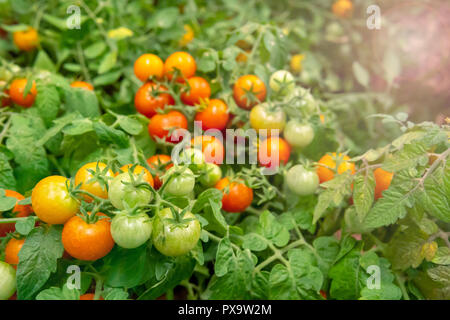 Rote und grüne Tomaten auf den Zweigen. Stockfoto