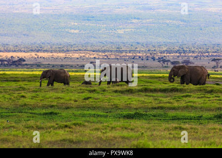 Afrikanische Elefanten auf der Masai Mara, Kenia Afrika Stockfoto