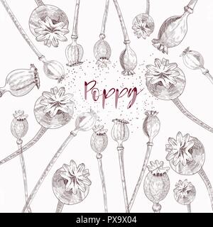 Poppy Köpfe und Samen auf weißem Hintergrund. Poppy Köpfe und Samen Vector Illustration. Stock Vektor