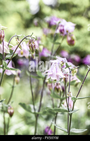 Akeleien, Butterblume, Österreich, Niederösterreich, südlichen Niederösterreich, Eggendorf Stockfoto