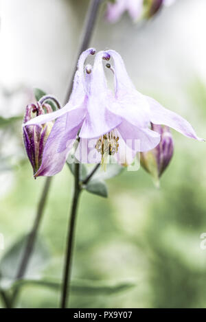 Akeleien, Butterblume, Österreich, Niederösterreich, südlichen Niederösterreich, Eggendorf Stockfoto