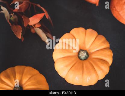 Helles orange mini Kürbisse für Halloween auf schwarzem Hintergrund Stockfoto