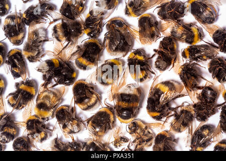 Blick von oben auf die vielen toten Hummel Gremien durch Insektizide, Pestizide oder Linden getötet. Stockfoto