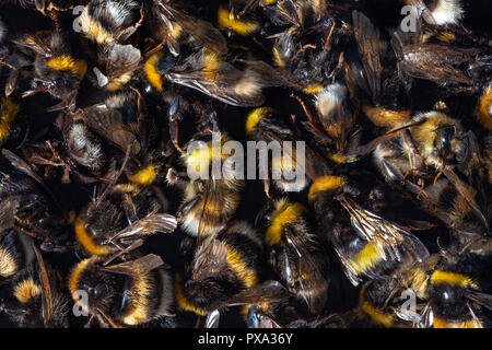 Blick von oben auf die vielen toten Hummel Gremien durch Insektizide, Pestizide oder Linden getötet. Stockfoto