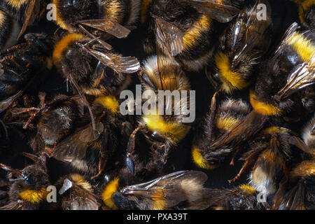 Blick von oben auf die vielen toten Hummel Gremien durch Insektizide, Pestizide oder Linden getötet. Stockfoto