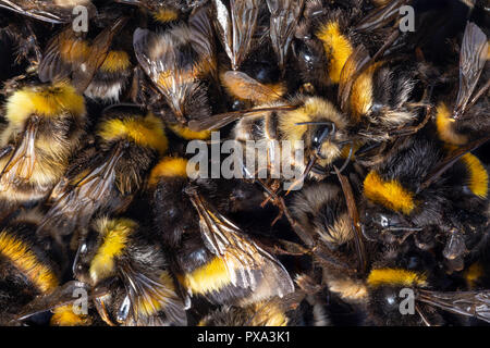 Blick von oben auf die vielen toten Hummel Gremien durch Insektizide, Pestizide oder Linden getötet. Stockfoto