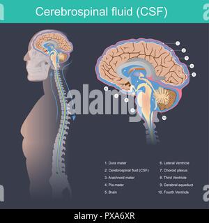 Der zerebrospinalen Flüssigkeit (CSF) ist das Gehirn und das Rückenmark von Auswirkungen schützt, eliminiert Abfälle aus dem Gehirn und Rückenmark, und hilft Giftstoffe im Stock Vektor