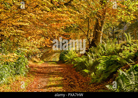 Ein Baum und FARNEN GESÄUMT LANE IM HERBST mit der gefallenen Herbstliche Blätter auf dem Fußweg Stockfoto