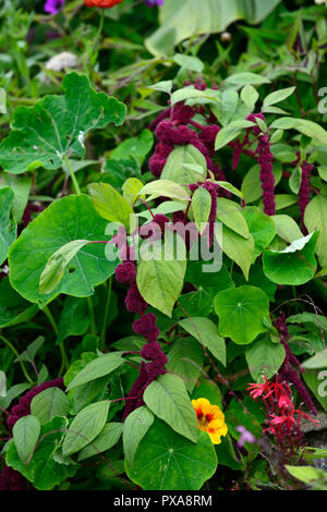 Amaranthus caudatus, Love Lies Bleeding, Blumen, Blume, Blüte, Blüten, Rot, Violett, Blütenstand, Blätter, Laub, RM Floral Stockfoto