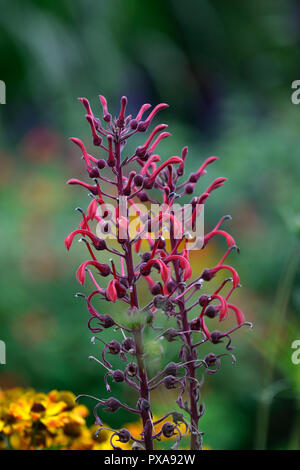 Lobelia tupa, Tabak Blume des Teufels, Rot, Blumen, Blüte, Spike, spire, groß, Stauden, Garten, Gärten, RM Floral Stockfoto