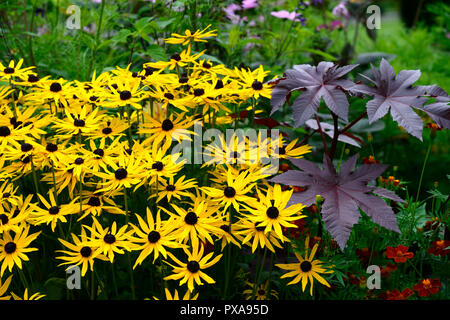 Rudbeckia fulgida var deamii, rudbeckias, coneflowers, Gelb, Blumen, Ricinus communis, tagetes, RM Floral Stockfoto