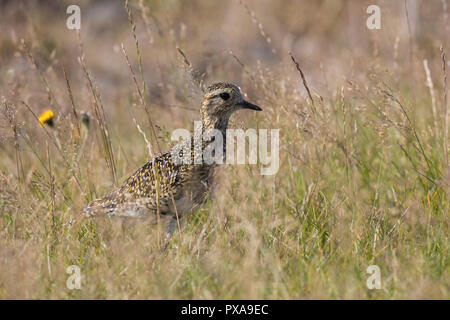 Goldregenpfeifer, Schlichtkleid, Ruhekleid, Gold-Regenpfeifer, Regenpfeifer, Pluvialis apricaria, Eurasischen Goldregenpfeifer, Goldregenpfeifer, Le Pluvier tun Stockfoto