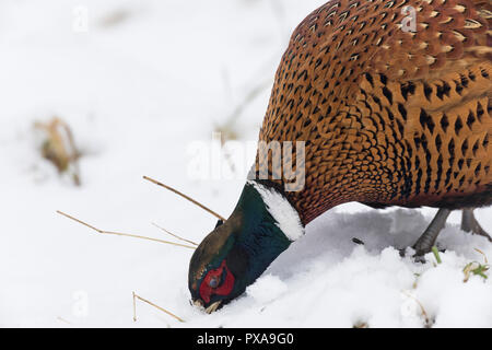 Fasan, Jagdfasan, Jagd-Fasan, Männchen im Schnee, Hahn, Phasianus colchicus, gemeinsame Fasan Fasan, männlich, ring-necked Pheasant, Le Faisan de Colch Stockfoto