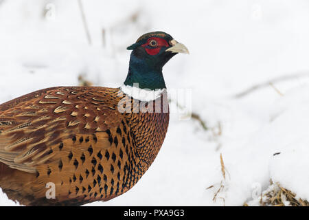 Fasan, Jagdfasan, Jagd-Fasan, Männchen im Schnee, Hahn, Phasianus colchicus, gemeinsame Fasan Fasan, männlich, ring-necked Pheasant, Le Faisan de Colch Stockfoto