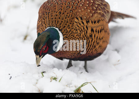 Fasan, Jagdfasan, Jagd-Fasan, Männchen im Schnee, Hahn, Phasianus colchicus, gemeinsame Fasan Fasan, männlich, ring-necked Pheasant, Le Faisan de Colch Stockfoto