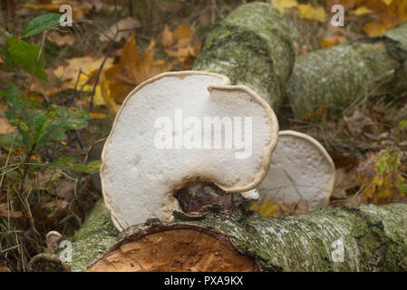 Fomes fomentarius, Zunder Pilz auf Birke Baumstamm Makro Stockfoto