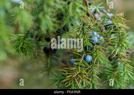 Reif Wacholderbeeren auf Zweig Makro Stockfoto