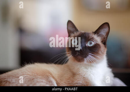 Portrait einer jungen, weiblichen Siamesische Katze, mit offenen Augen Stockfoto