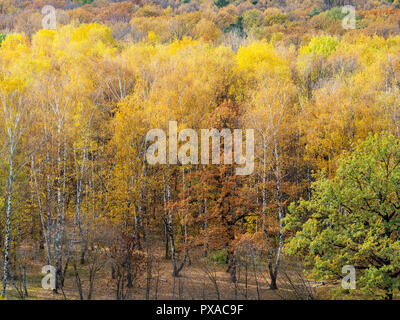 Herbst Hintergrund - glade im Birch Grove in bunten Wald im sonnigen Oktober Tag Stockfoto