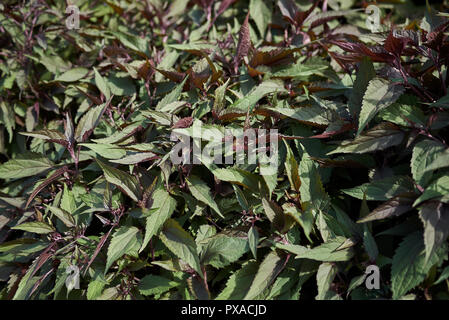 Ageratina altissima Lila Blätter Stockfoto