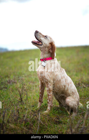 Orange belton English Setter sitzend mit Halsband mit Glocke Stockfoto