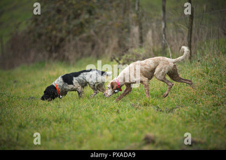 English Springer Spaniel und English Setter Jagd auf dem Land Stockfoto