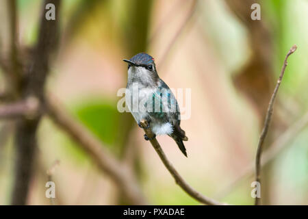 Biene Kolibri (Mellisuga helenae), männlich in unreifen Zucht Gefieder, thront. Halbinsel Guanahacabibes, Kuba. Stockfoto