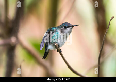 Biene Kolibri (Mellisuga helenae), männlich in unreifen Zucht Gefieder, thront. Halbinsel Guanahacabibes, Kuba. Stockfoto