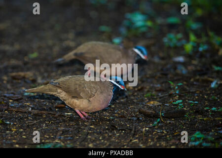 Die endemisch, hochgradig gefährdeten Blue-headed Quail-Dove (Starnoenas cyanocephala) können häufig in der Nähe von bermejas gesehen sehr früh in den Morgen. Zapata Stockfoto