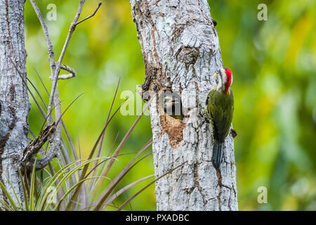 Eine kubanische Grünspecht (Xiphidiopicus percussus) Nest mit Babys. Kuba Stockfoto