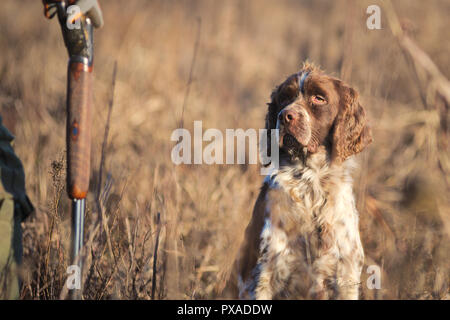 English Springer Spaniel, Leber Mantel, in der Nähe der Hunter während einer Jagd Tag Stockfoto