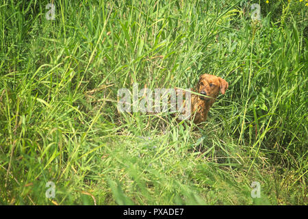 Golden Retriever für Befehle in das lange Grass während der 2018 IWT in Italien warten Stockfoto