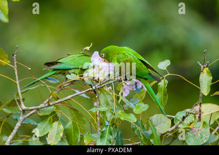 Kubanische Sittiche (Psittacara euops) eingezogen. Zapata, Kuba Stockfoto