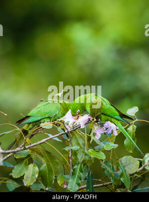 Kubanische Sittiche (Psittacara euops) eingezogen. Zapata, Kuba Stockfoto