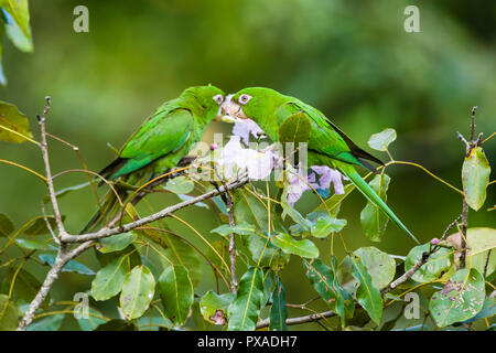 Kubanische Sittiche (Psittacara euops) eingezogen. Zapata, Kuba Stockfoto