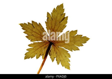 Geranium Blatt auf weißem Hintergrund Stockfoto