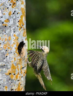 Ein männlicher Fernandina der Flicker (Colaptes fernandinae) zum Nest fliegt. Die kleine Population von 600 - 800 Vögel macht es zu einem der am meisten bedrohten speci Stockfoto