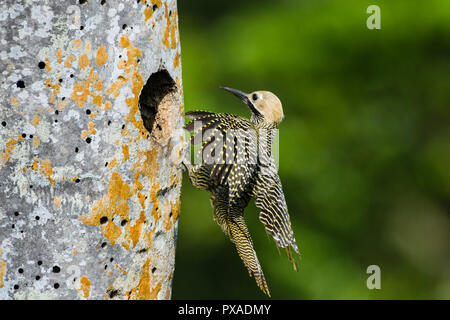 Ein männlicher Fernandina der Flicker (Colaptes fernandinae) zum Nest fliegt. Die kleine Population von 600 - 800 Vögel macht es zu einem der am meisten bedrohten speci Stockfoto