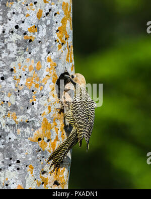 Ein männlicher Fernandina der Flicker (Colaptes fernandinae) zum Nest fliegt. Die kleine Population von 600 - 800 Vögel macht es zu einem der am meisten bedrohten speci Stockfoto